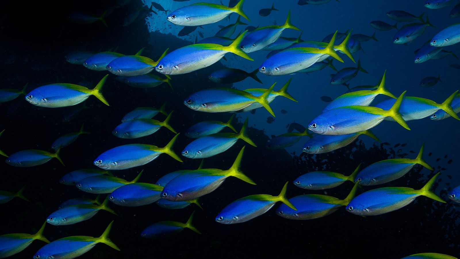 School blauw-gele fuseliers die boven een rif in Fiji zwemt