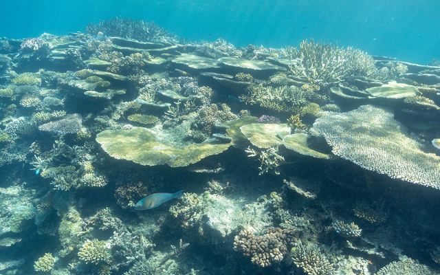 Koraalrif in helder water in Fiji