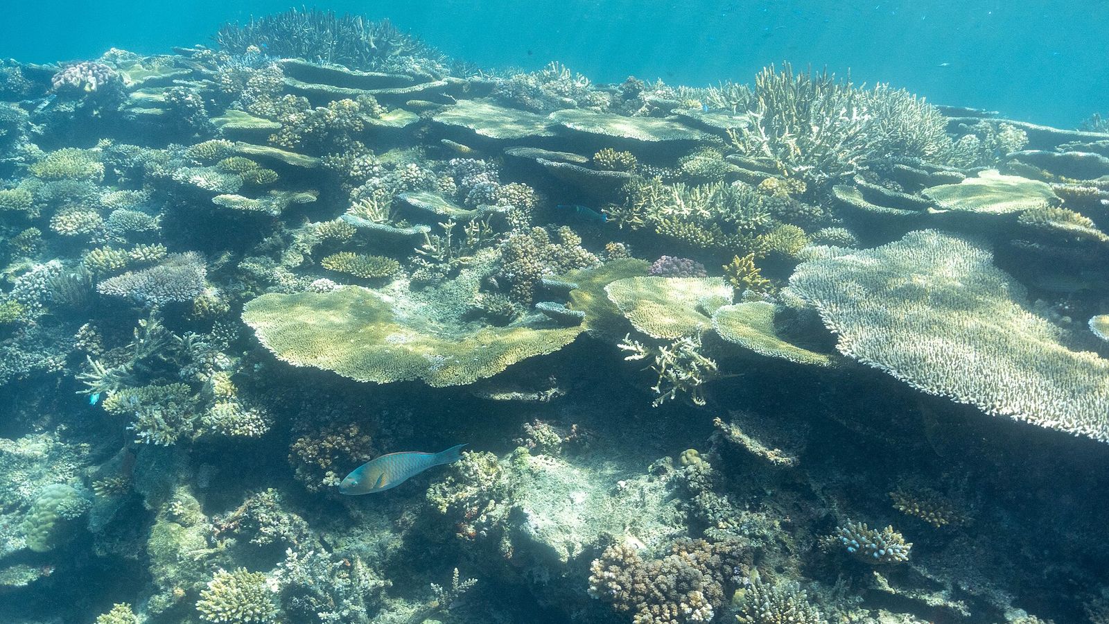 Gezond koraalrif met tafelkoralen en een papegaaivis in helder water in Fiji