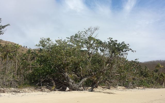 Boom op een wit strand op Naviti in de Yasawa-eilanden
