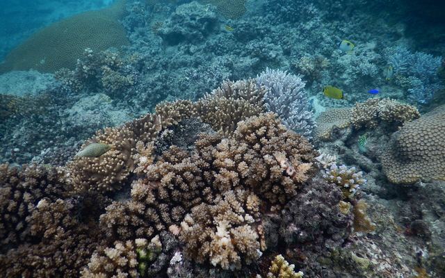 Koraalrif bij Naviti in de Yasawa-eilanden