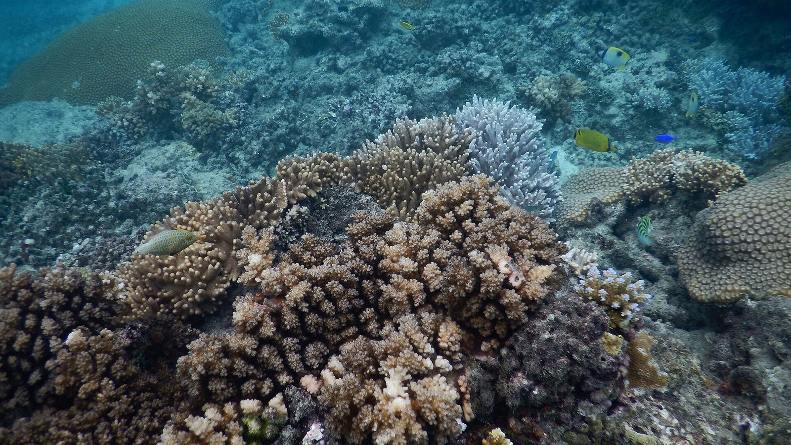Koraalrif met tropische vissen bij Naviti in de Yasawa-eilanden