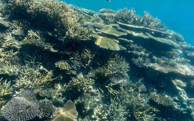 Koraalrif met tafelkoralen en vertakte koralen in helder, ondiep water bij Malolo