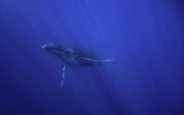 Bultrug onder water in diepblauwe oceaan