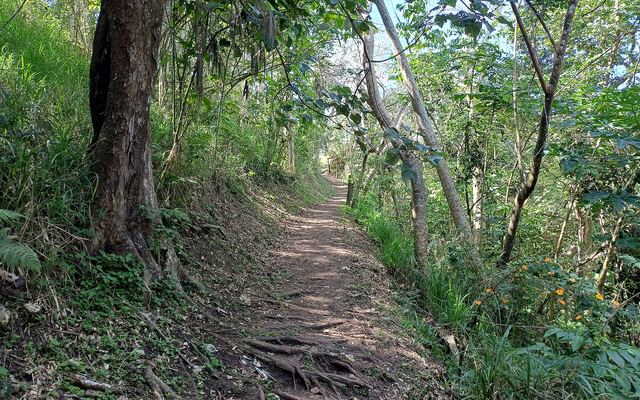 Wandelpad door het bos in het Sigatoka Sand Dunes National Park