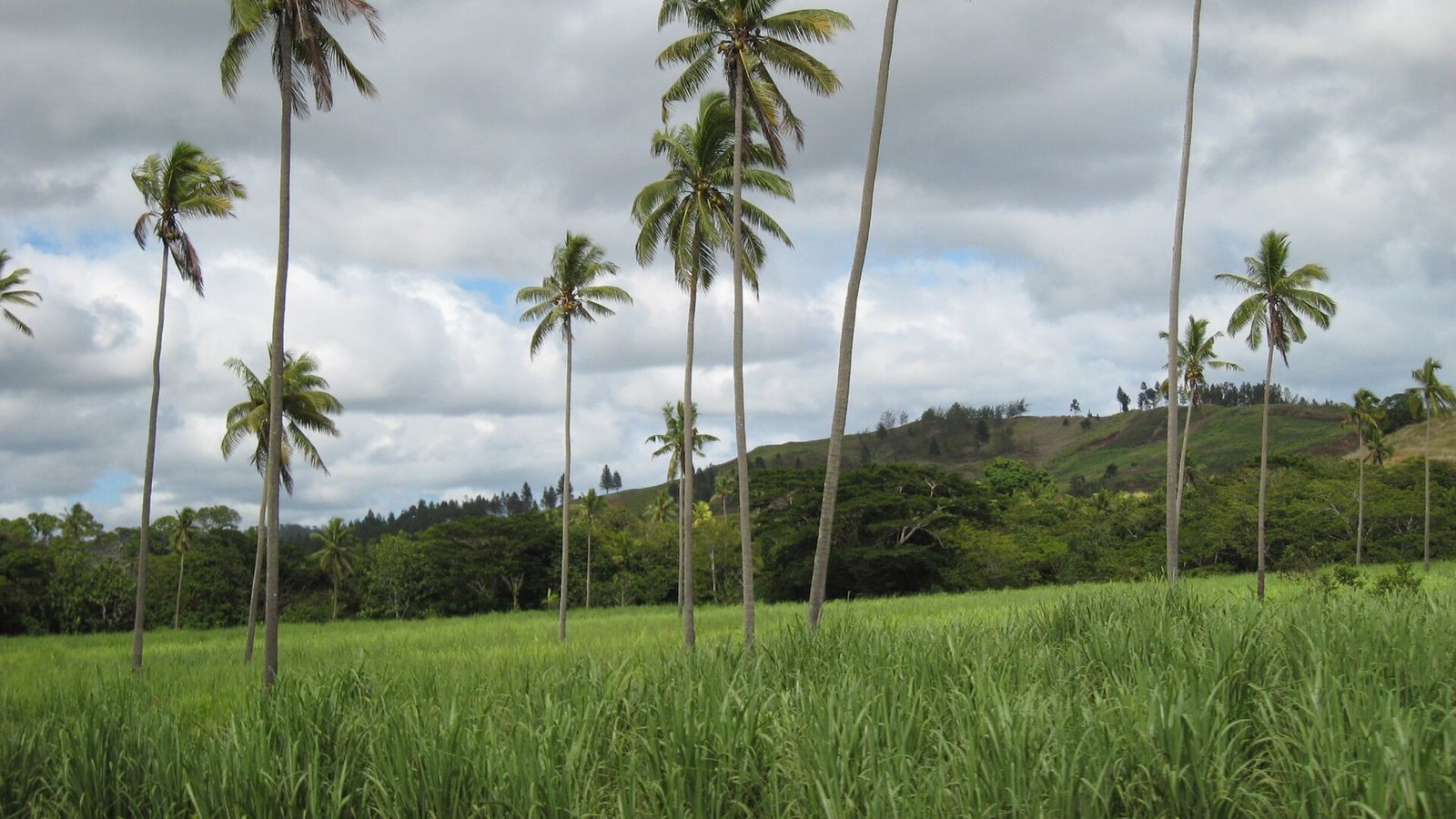 Groen landschap ten westen van Labasa op Vanua Levu