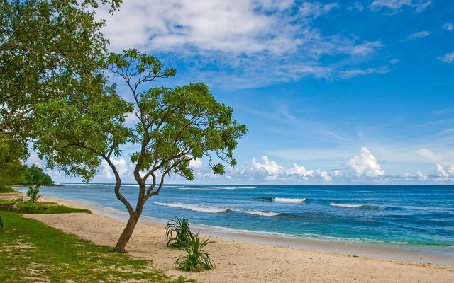 Strand van Eratap op Efate, Vanuatu, met een boom op het zand en golven op het rif