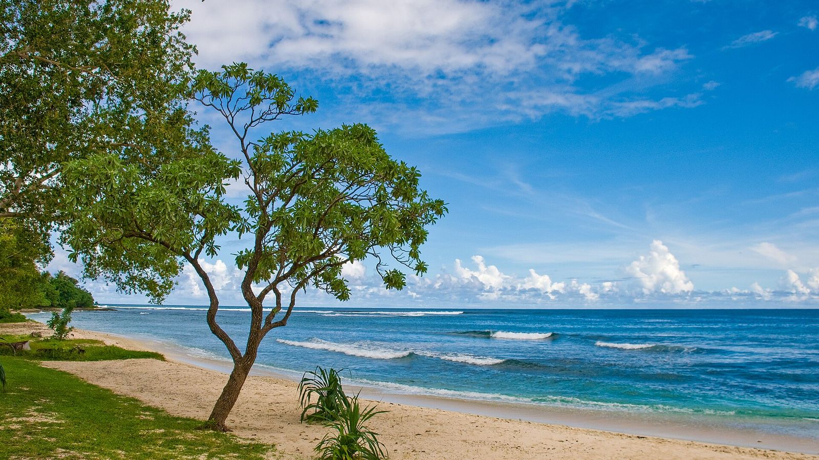 Strand van Eratap op Efate, Vanuatu, met een boom op het zand en golven op het rif